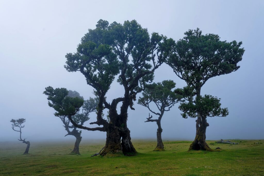 Maglovita šuma Fanal Forest na Madeiri sa drevnim lovorovim drvećem