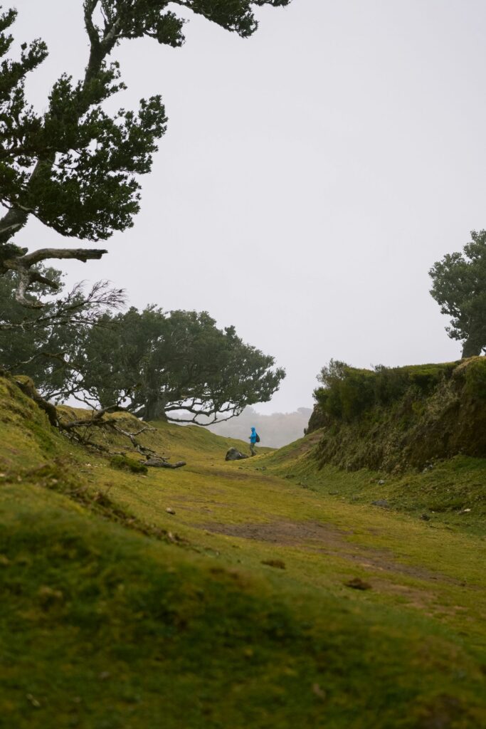 Staza kroz Fanal Forest, Madeira, Laurisilva šuma